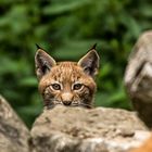 junger Luchs