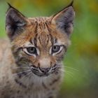 Junger Luchs