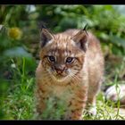 " junger Luchs "