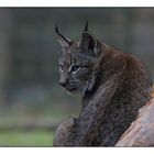 Junger Luchs (3)