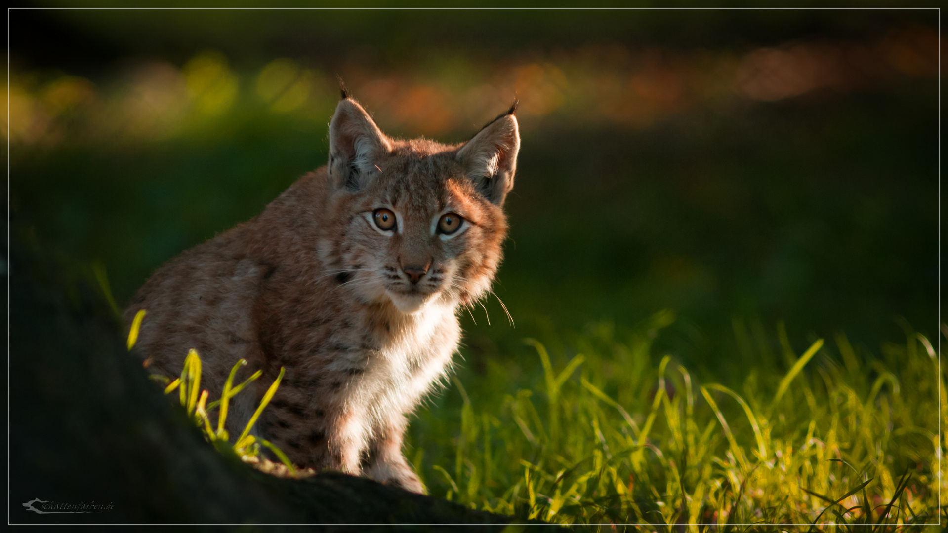 Junger Luchs