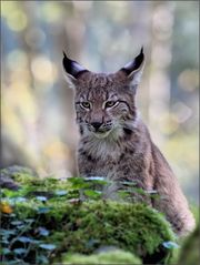 Junger Luchs