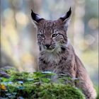 Junger Luchs