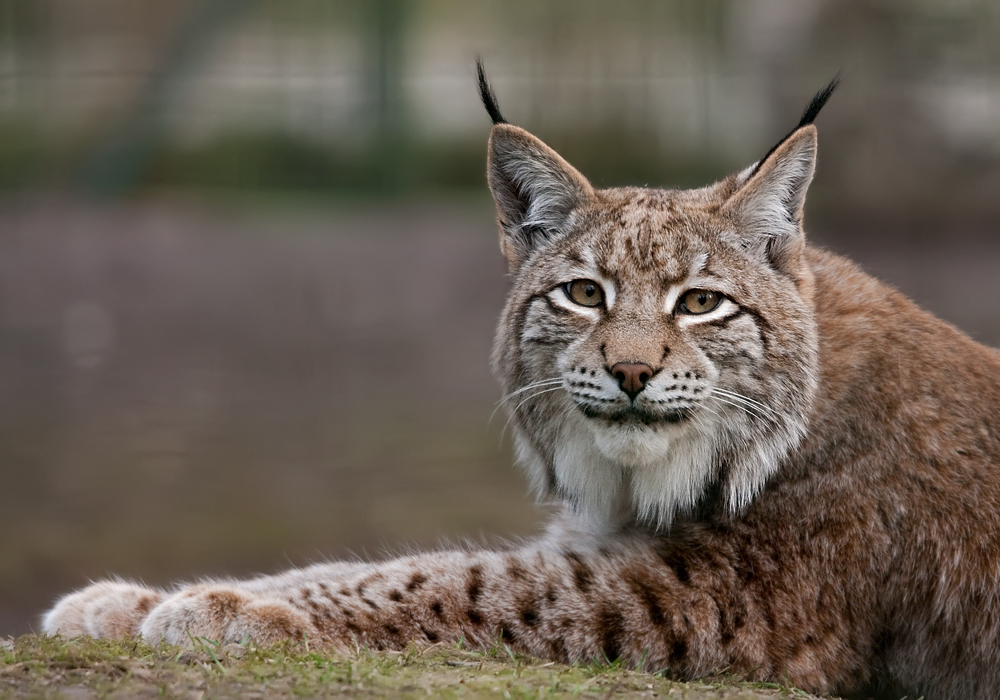 Junger Luchs