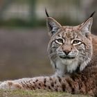 Junger Luchs