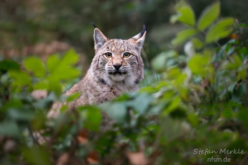 Junger Luchs