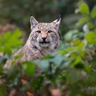 Junger Luchs