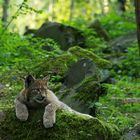 junger Luchs