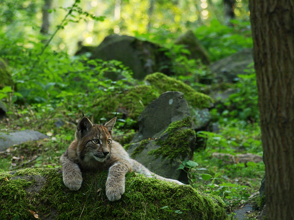 junger Luchs