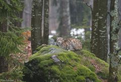 Junger Luchs