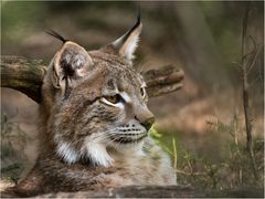 Junger Luchs