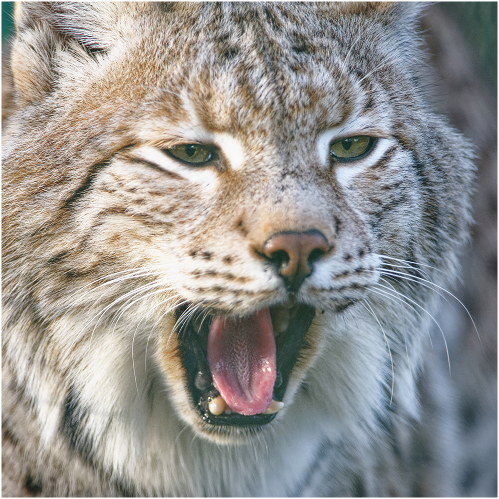 Junger Luchs