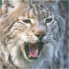 Junger Luchs