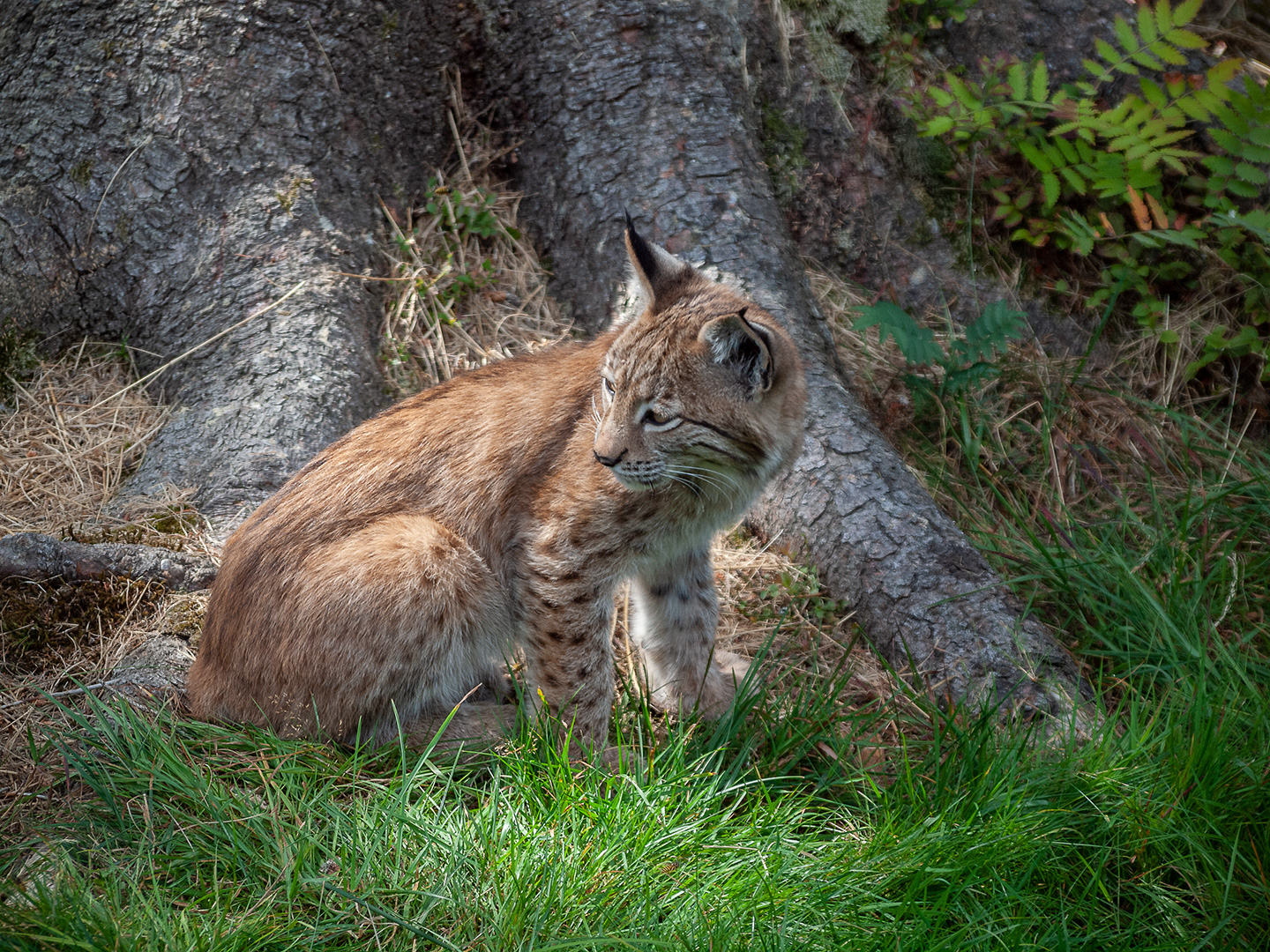 junger Luchs