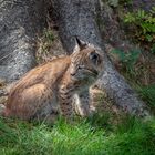 junger Luchs