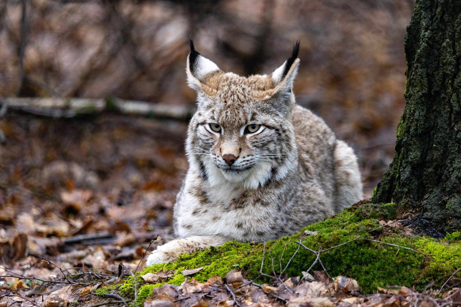 junger Luchs