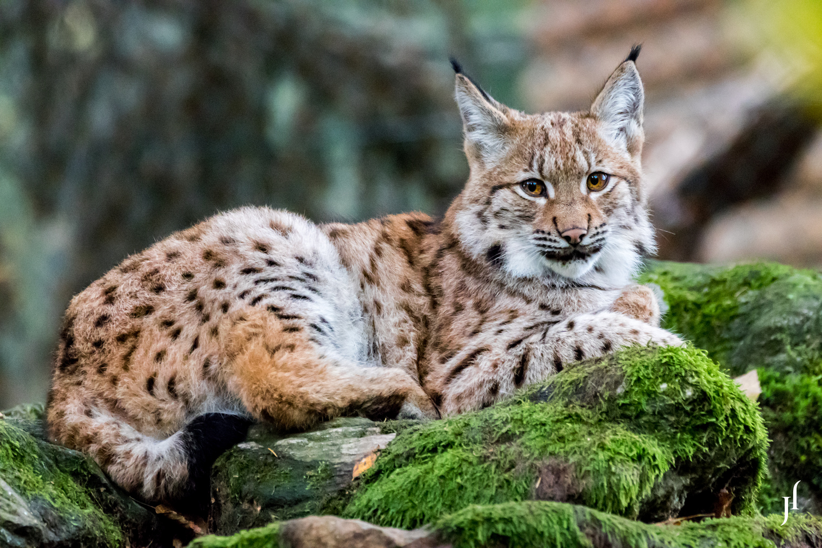 Junger Luchs