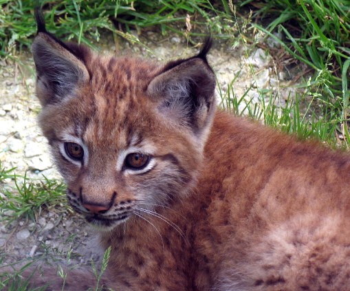 Junger Luchs