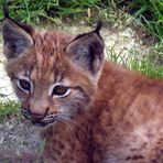 Junger Luchs