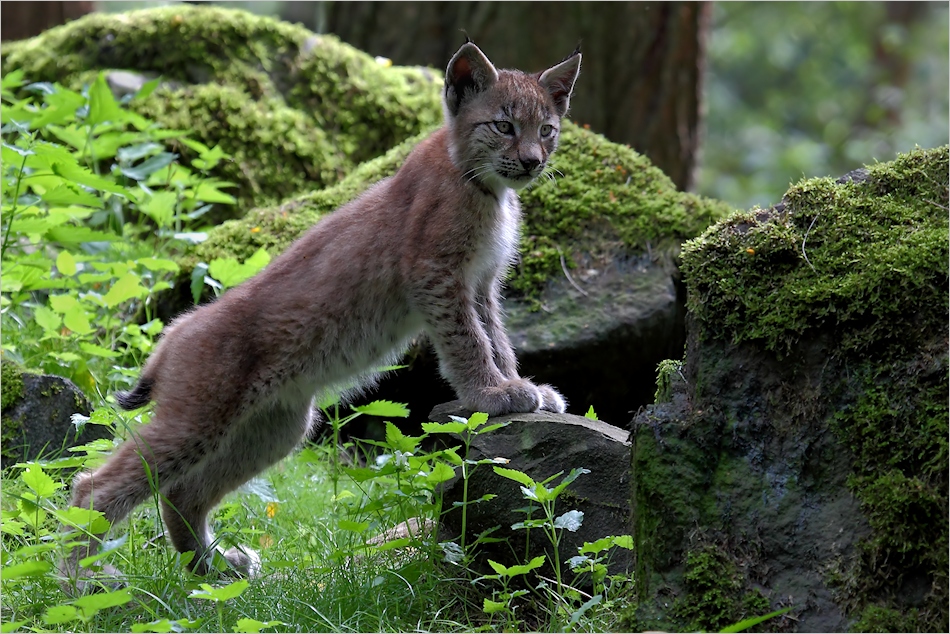 Junger Luchs