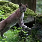 Junger Luchs