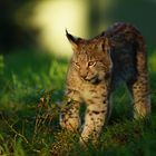 Junger Luchs