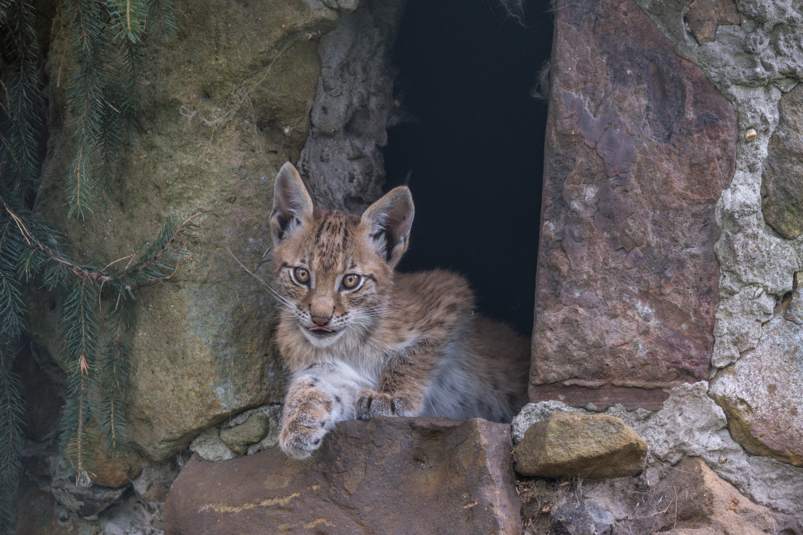 Junger Luchs