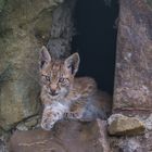 Junger Luchs