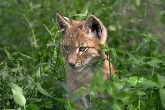 Junger Luchs