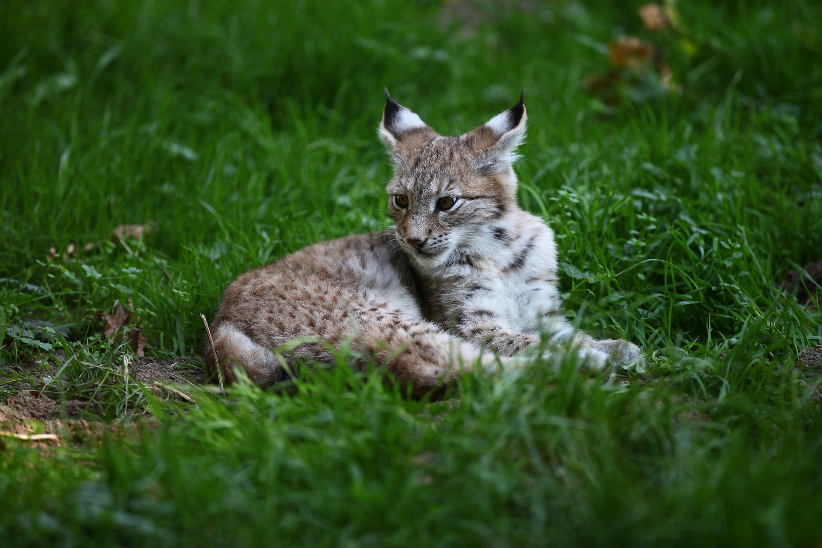 junger Luchs