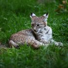 junger Luchs