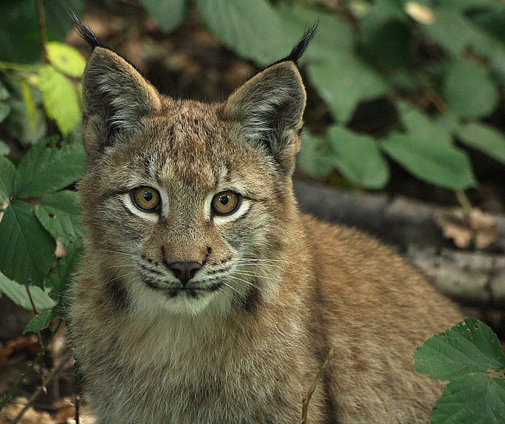 Junger Luchs