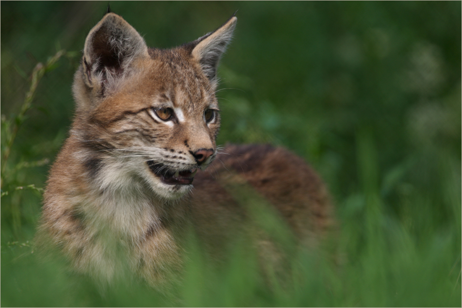 Junger Luchs