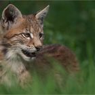 Junger Luchs