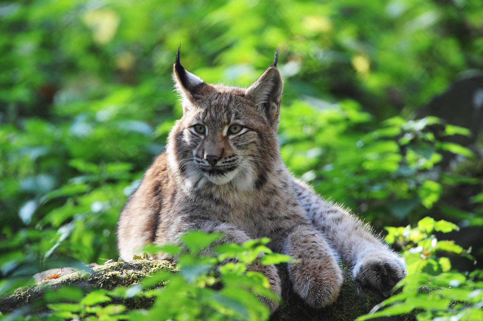 Junger Luchs