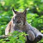 Junger Luchs