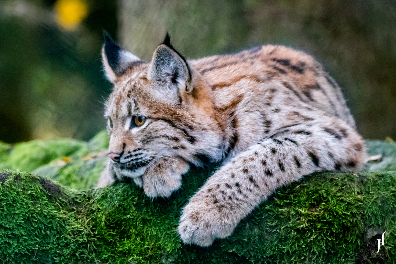 Junger Luchs