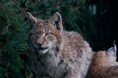 junger Luchs