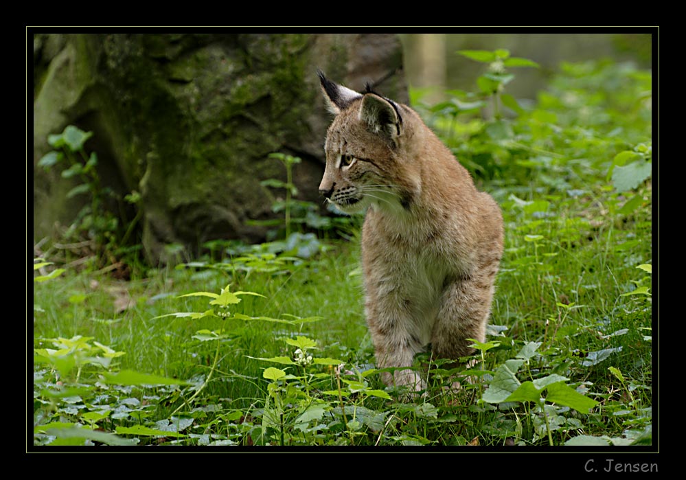 Junger Luchs