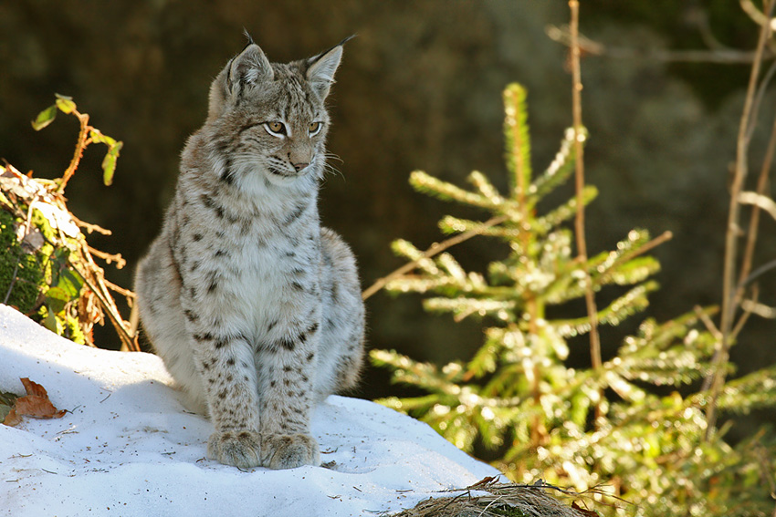 Junger Luchs