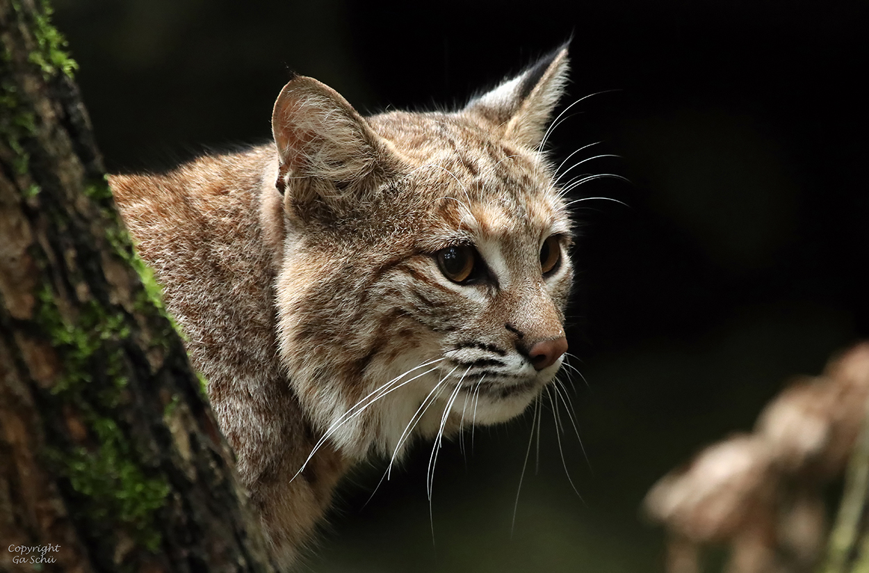  Junger Luchs