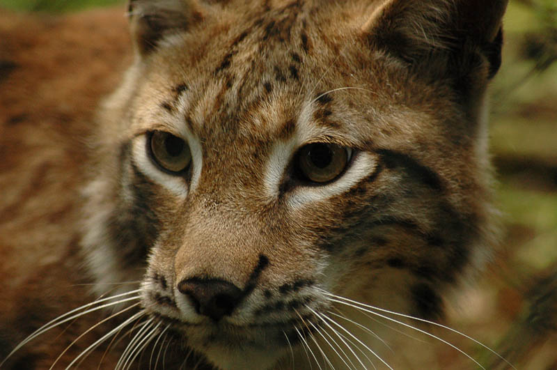 junger Luchs