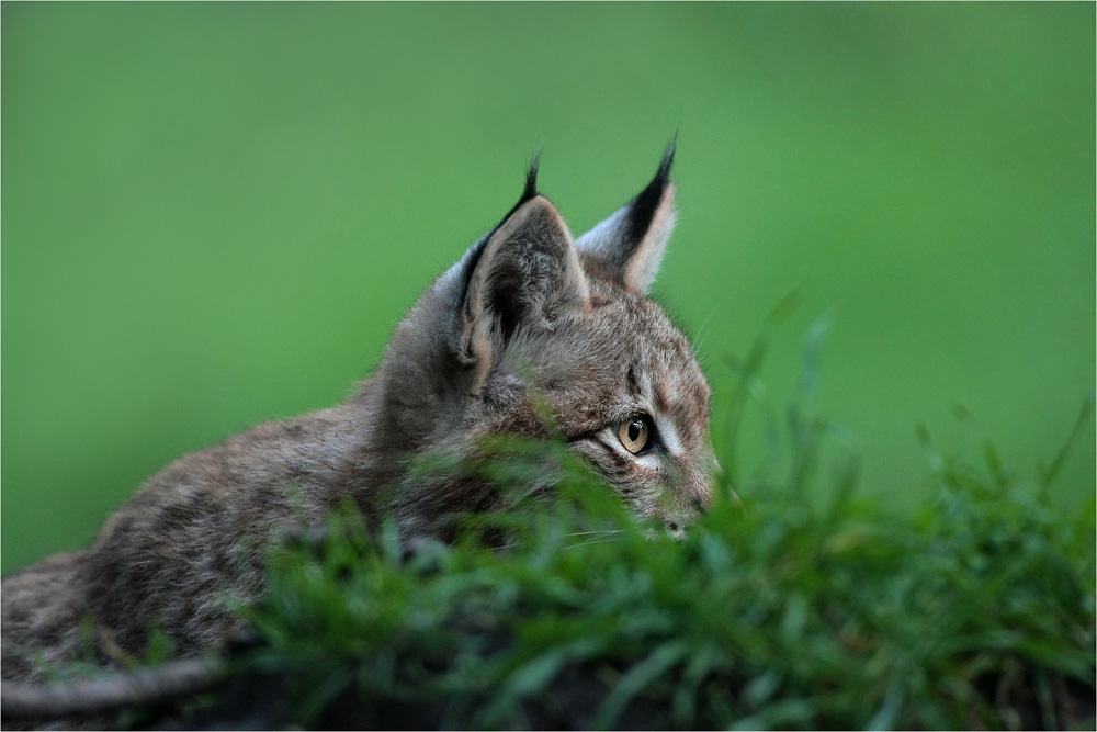 Junger Luchs auf der Jagd...