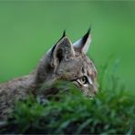 Junger Luchs auf der Jagd...