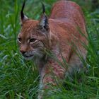 Junger Luchs auf Pirsch