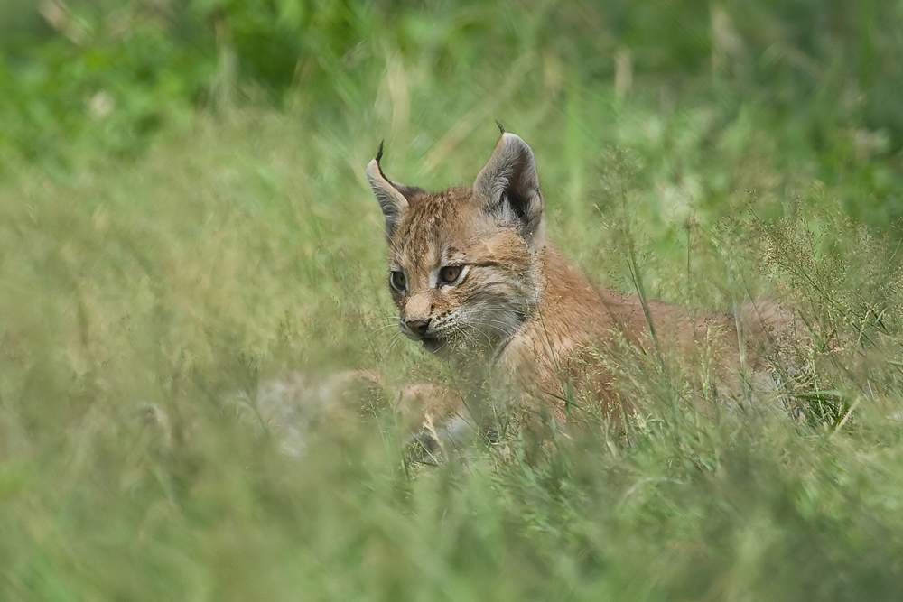 Junger Luchs