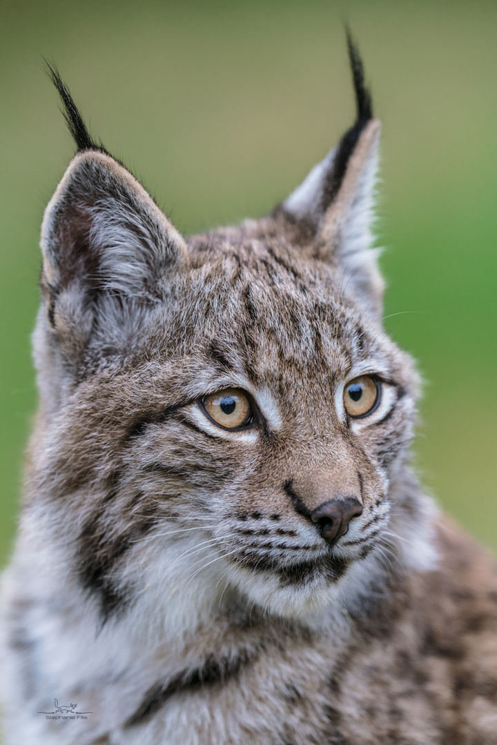 Junger Luchs