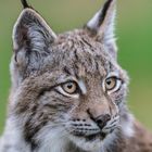 Junger Luchs