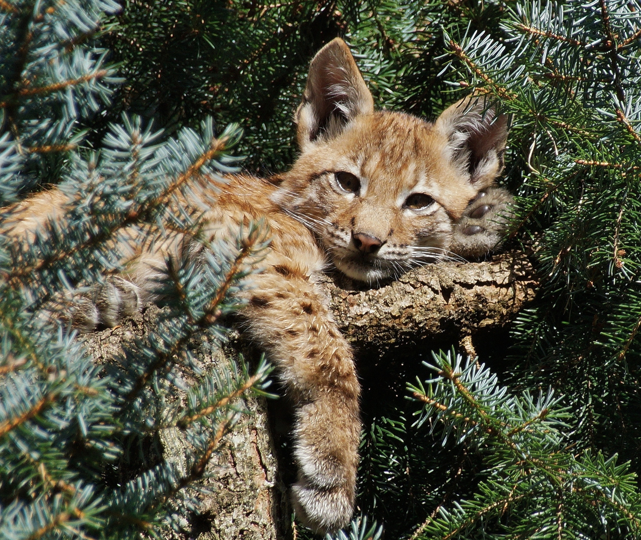 Junger Luchs beim "chillen"