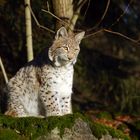 junger Luchs beim Sonnenbad